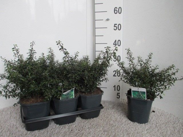 Ilex crenata Stokes 25 cm P17, D 17