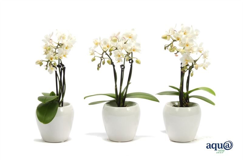 Lisa p06 bolpot white Phal Tiny Dolls white 3T18+ Aqu@, D 6