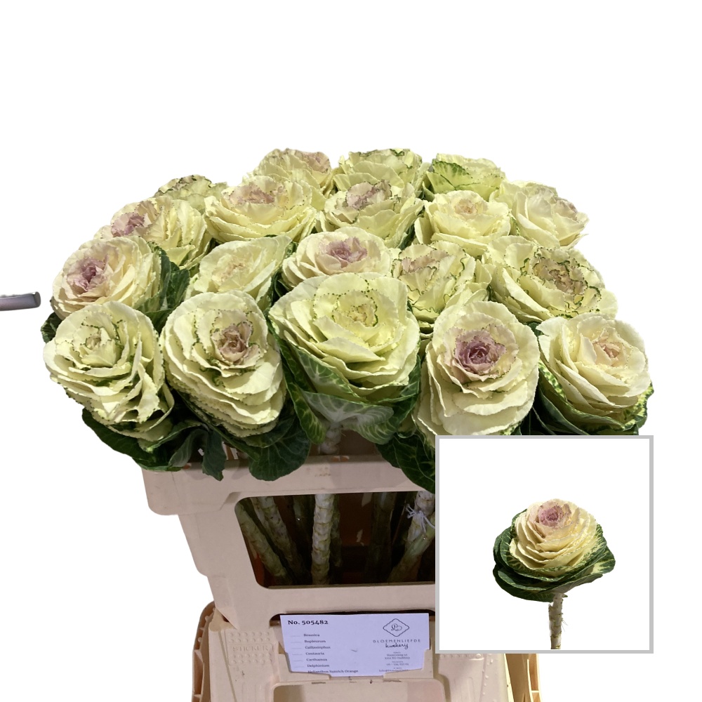 Брассика Вайт Крэйн 60, шт.