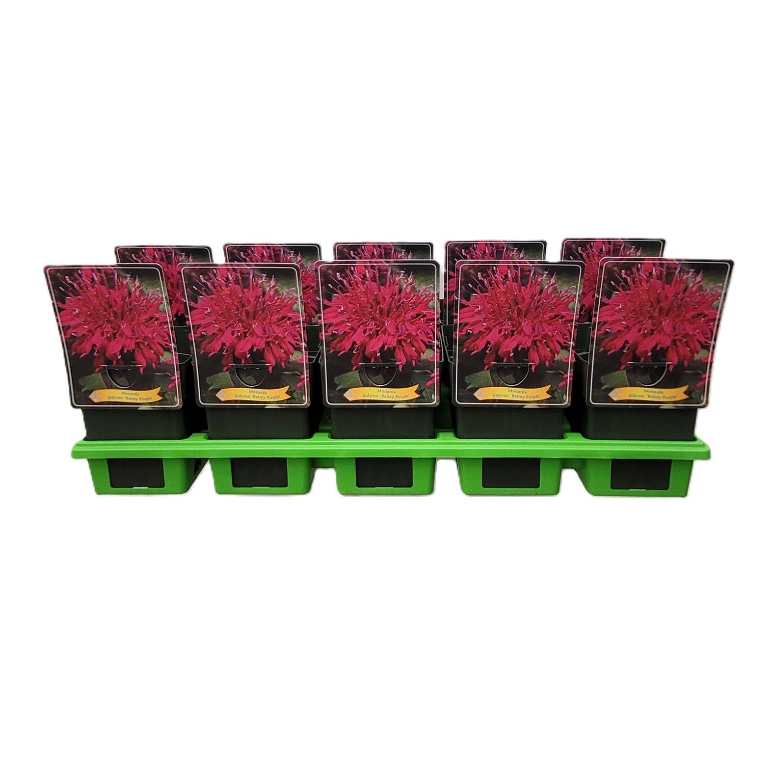 Monarda didya 'Balmy Purple' P11, D 11 cm