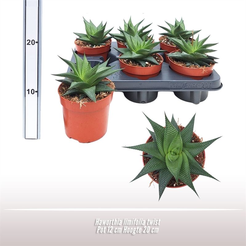 Haworthia limifolia twist, D 12