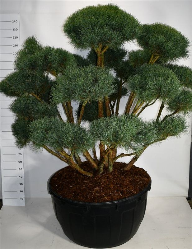 Pinus sylvestris 'Watereri', D 110