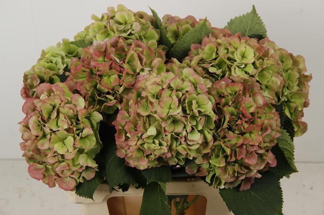 Гортензия Верена Классик 60, шт.