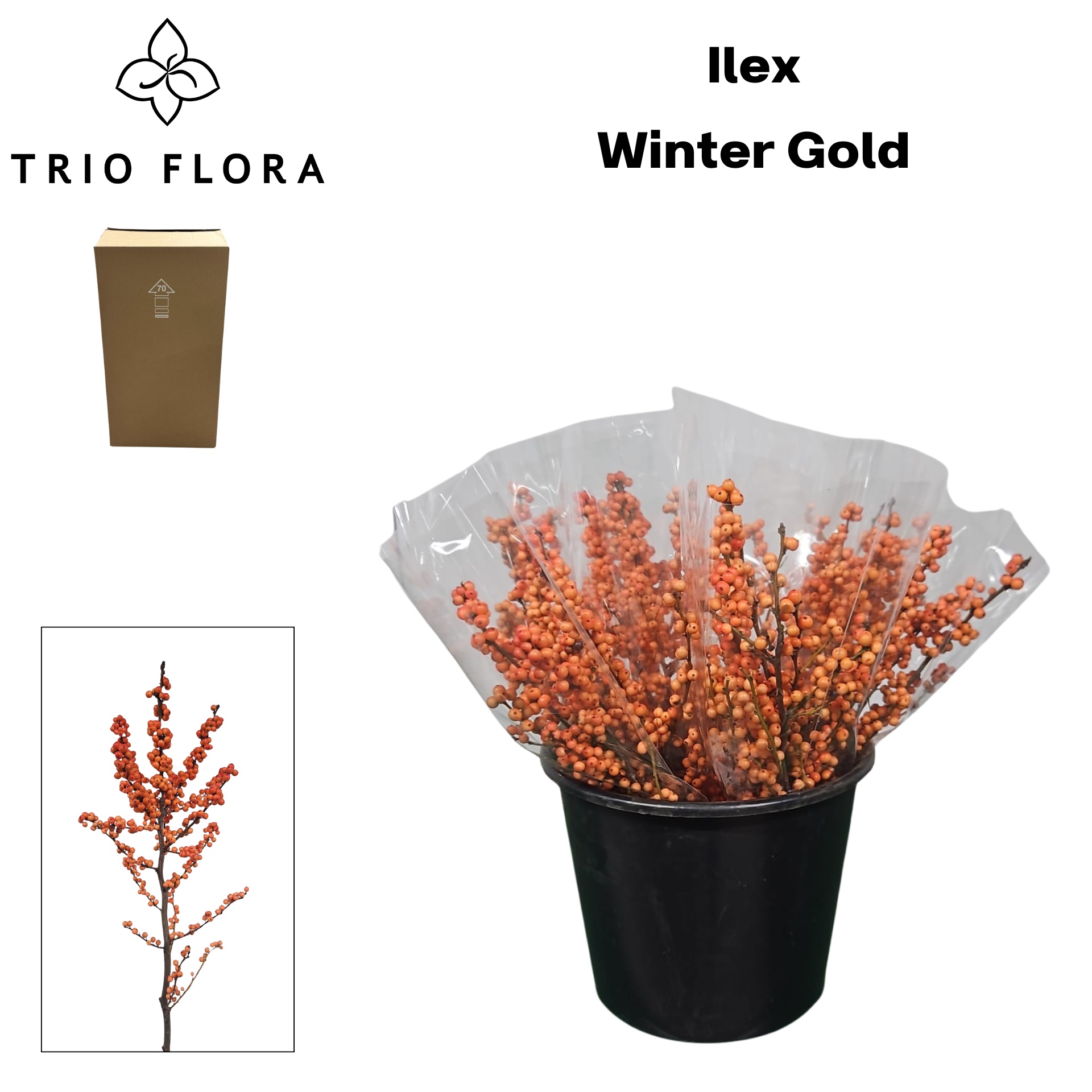 Илекс Винтер Голд 40, шт.