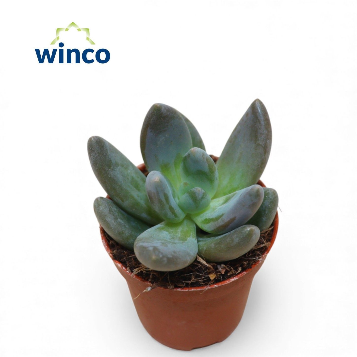 Pachyphytum Tolimanensis Dark Red, D 5,5