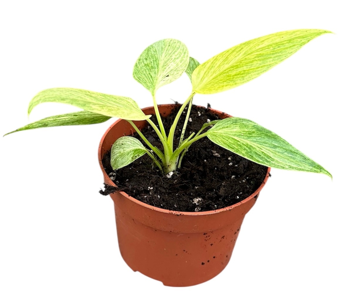 Homalomena Sulcata Cream Frost, D 10,5