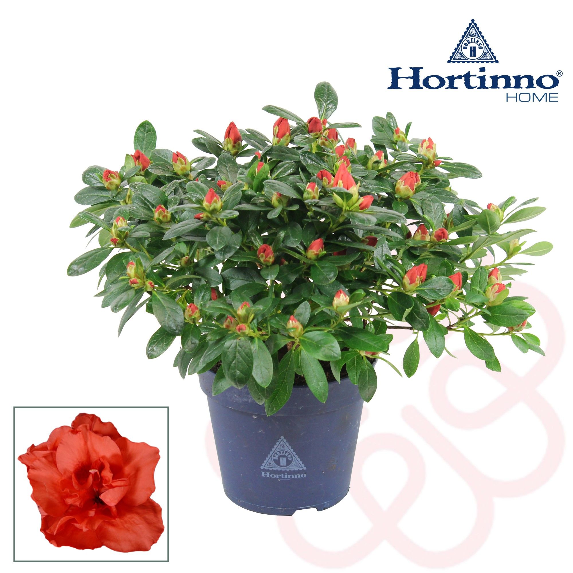 Hortinno® Home 'Christine Siena' 25 - 27 cm, D 13 cm