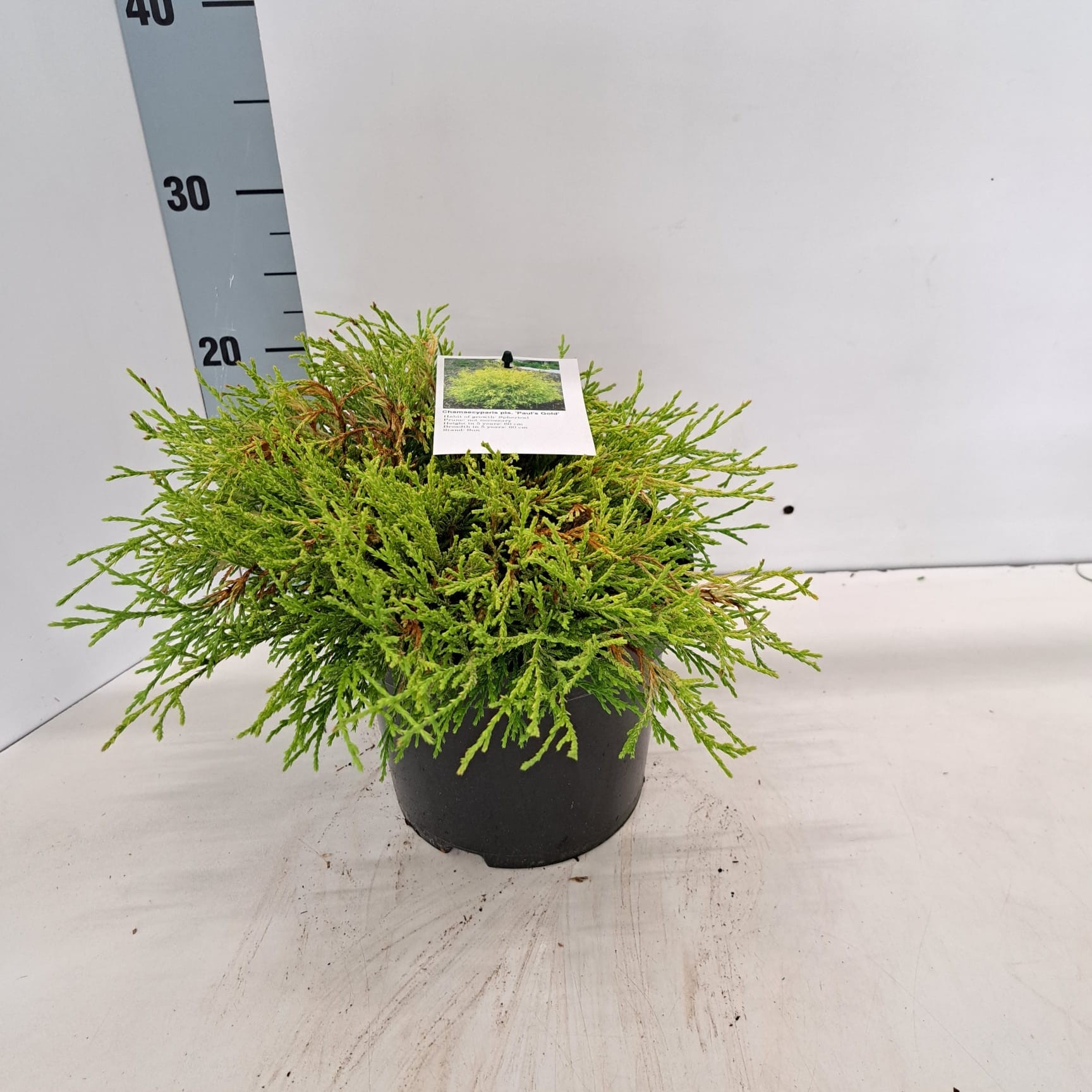 Chamaecyparis p. 'Paul's Gold', D 19