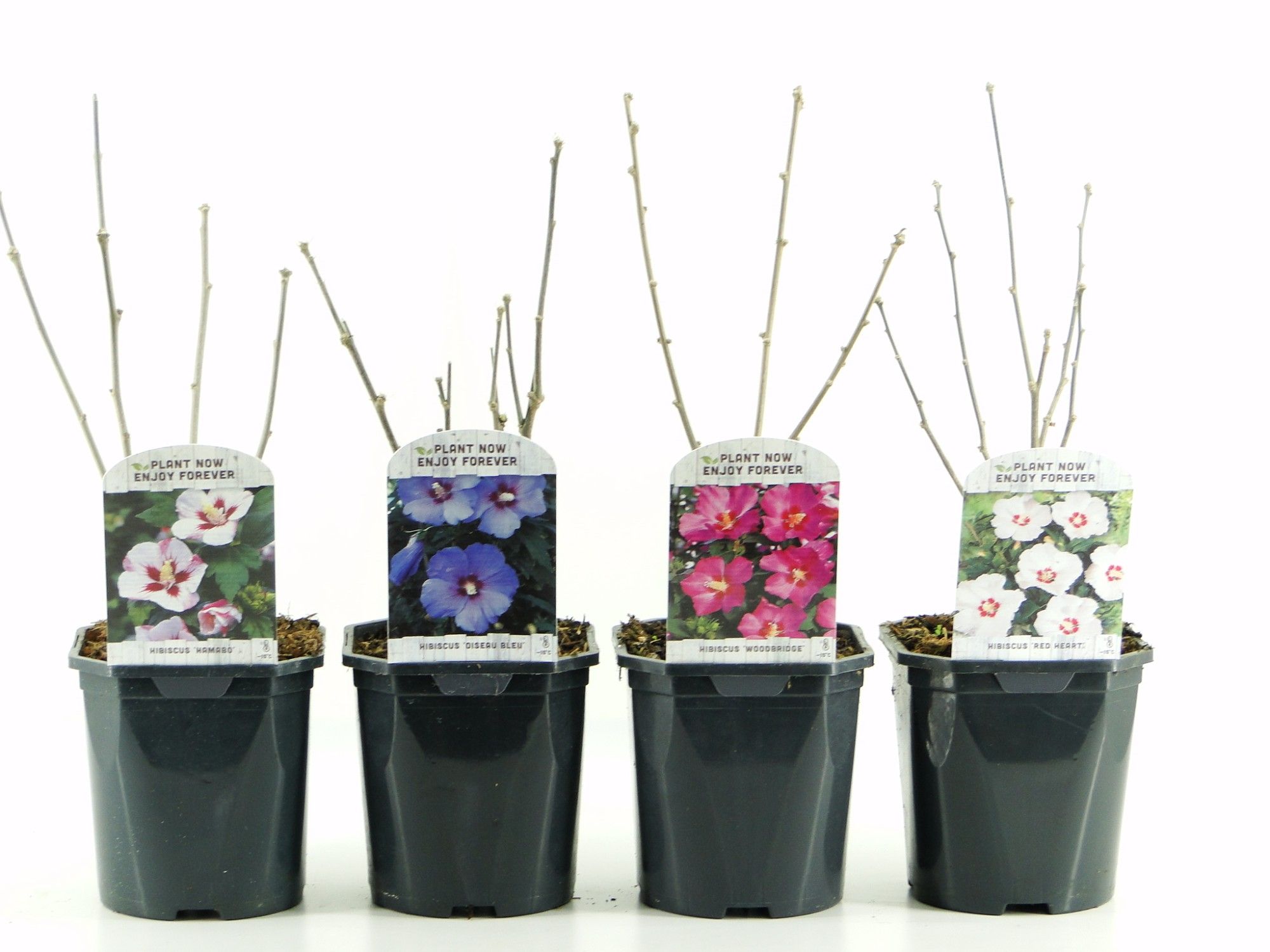 Hibiscus syriacus mix lagen, D 17 cm