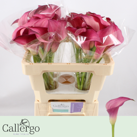 Калла Пинк Джевел 50, шт.