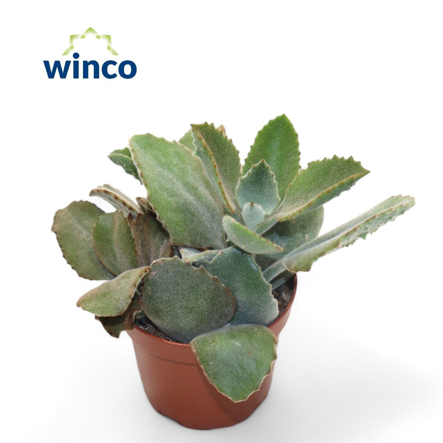 Kalanchoe Beharensis, D 12