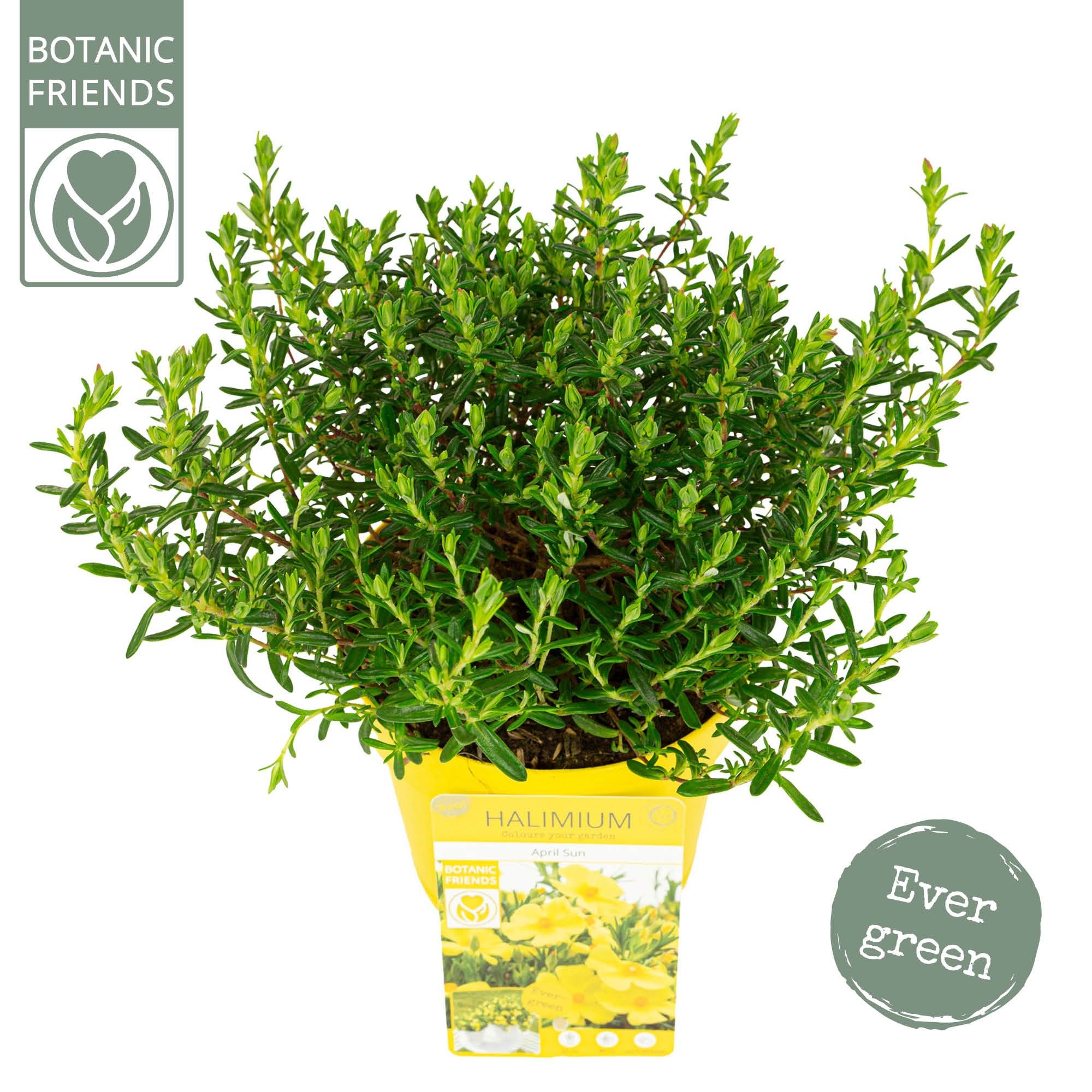 Halimium 'April Sun' ®, D 15