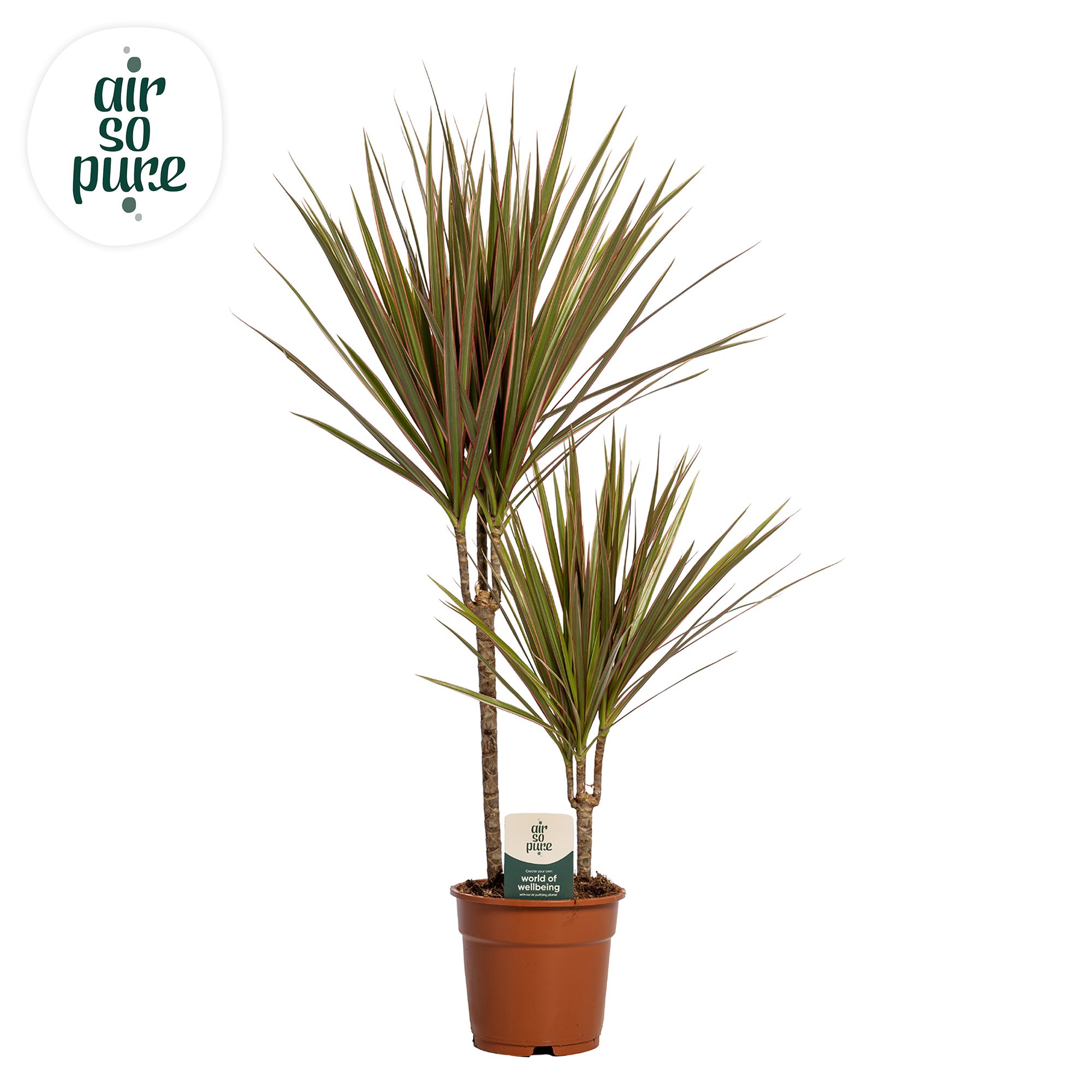 Dracaena Bicolor p17, 30+10 (Air so Pure), D 17