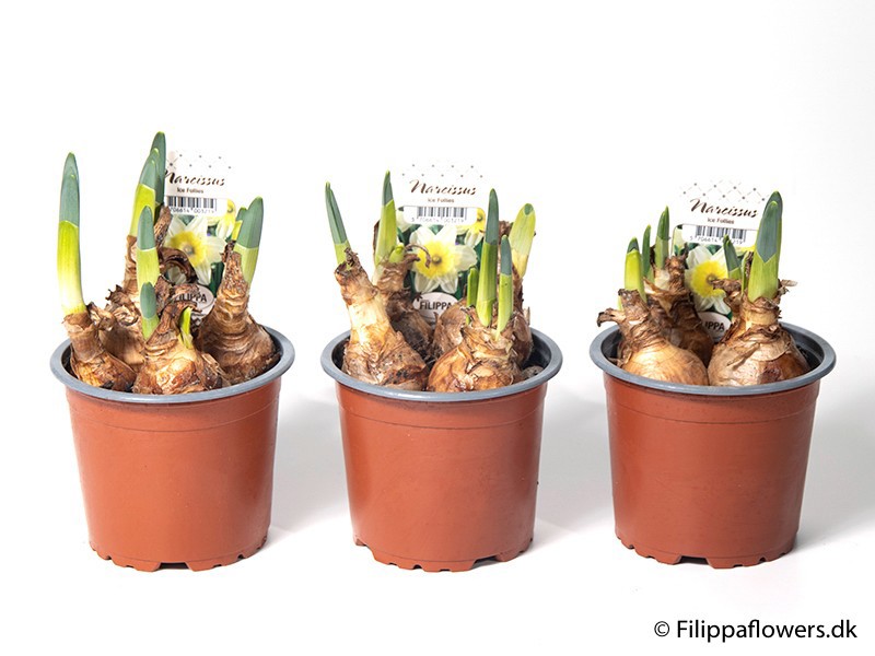 NARCISSUS INCOMPARABILIS 'Icefollies', D 11