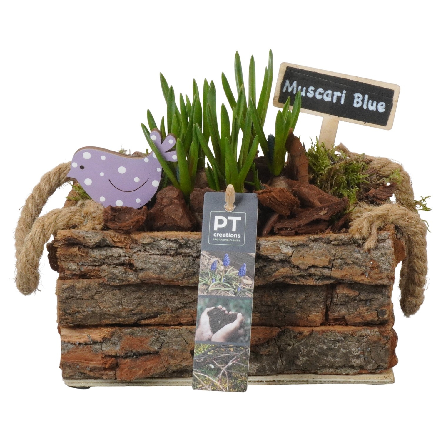 PTMB6285 Arrangement Muscari Blue in hout kist, D 20
