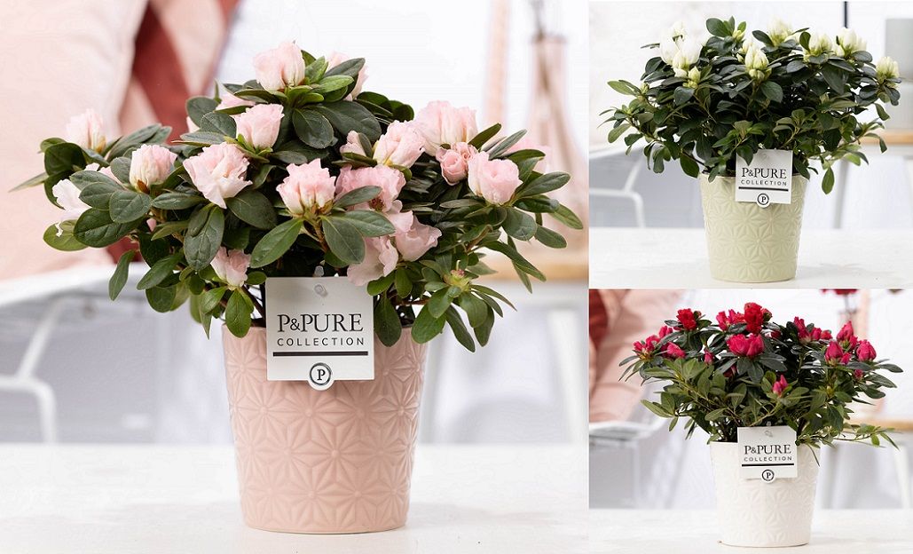 1st class Azalea mix in P&PURE Juliette ceramics ass. 3, D 12