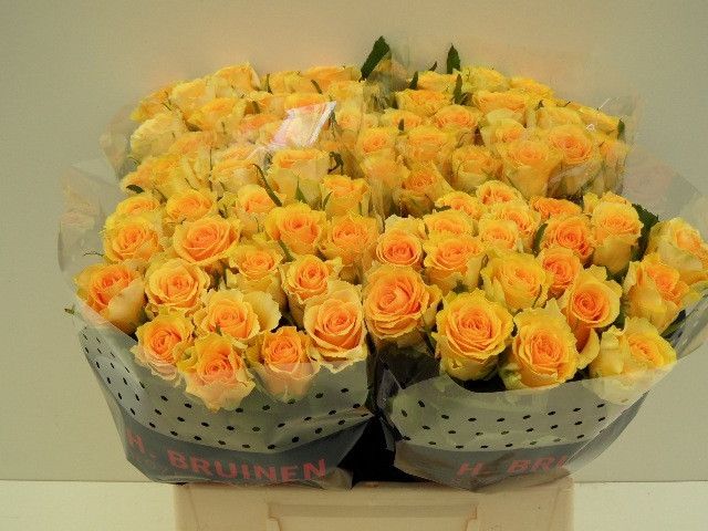 Роза од. Сфинкс Голд 40, шт.