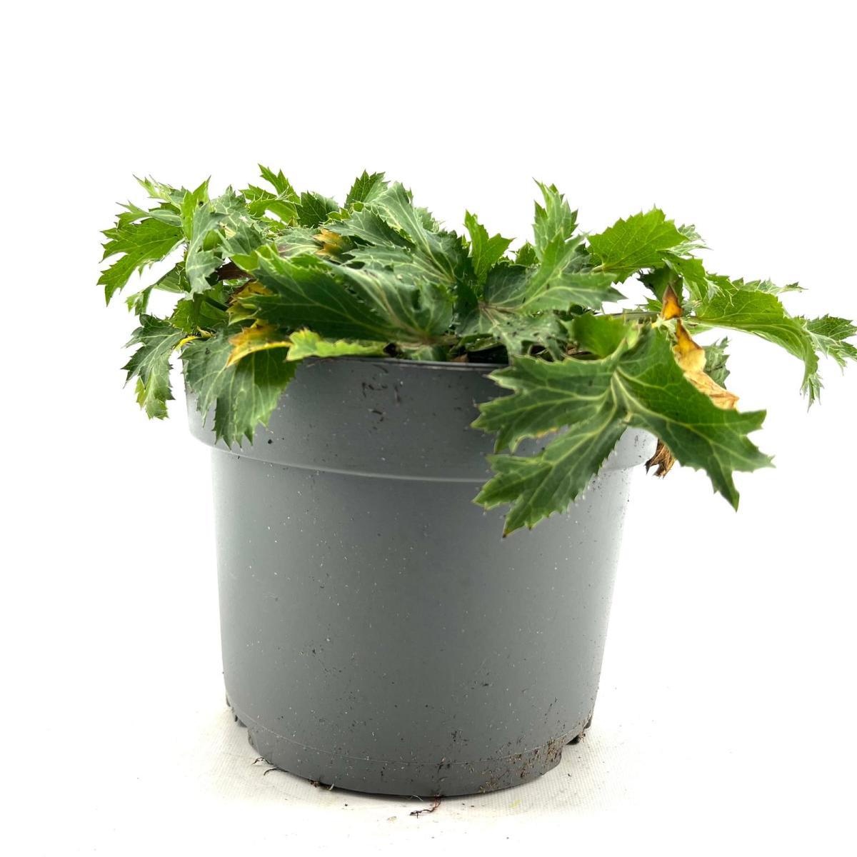 Eryngium zabelii 'Big Blue', D 17