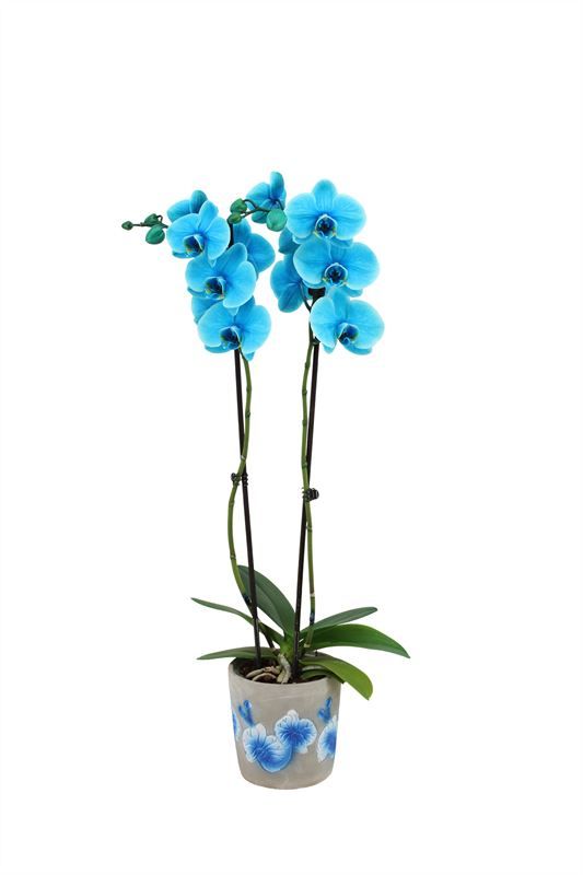 Fiore blue Phal I am Ocean Blue 2T14+, D 12
