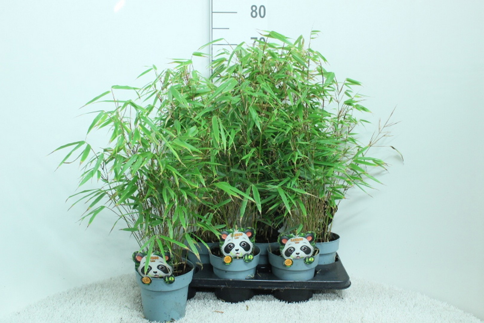 Fargesia Rufa p15, D 15