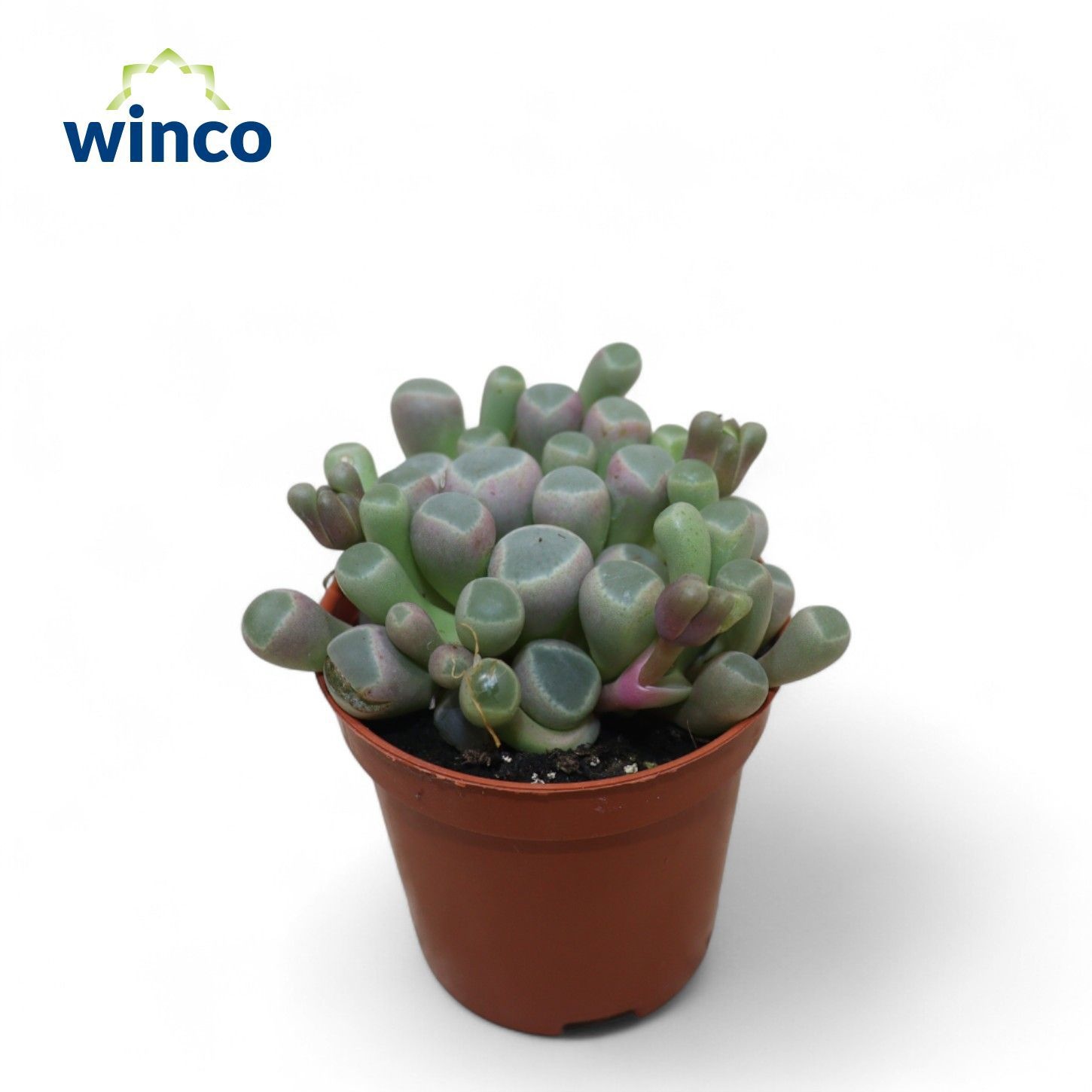 Fenestraria Aurantiaca, D 5,5