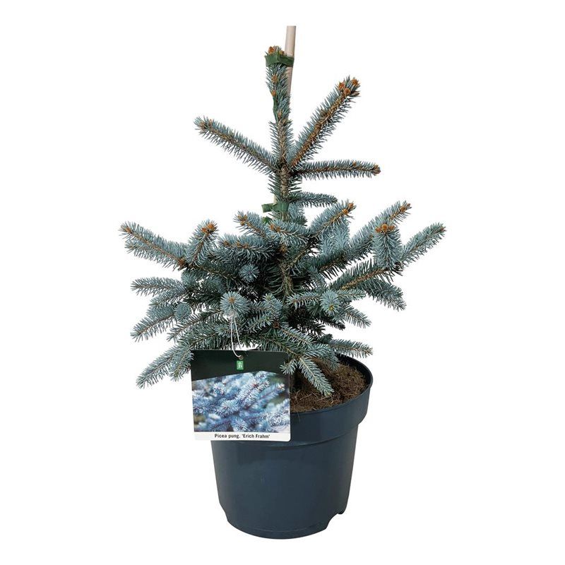Picea pung. 'Erich Frahm', D 26