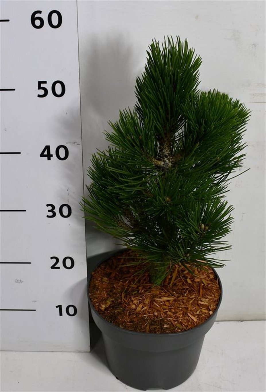 Pinus heldreichii 'Compact Gem', D 23