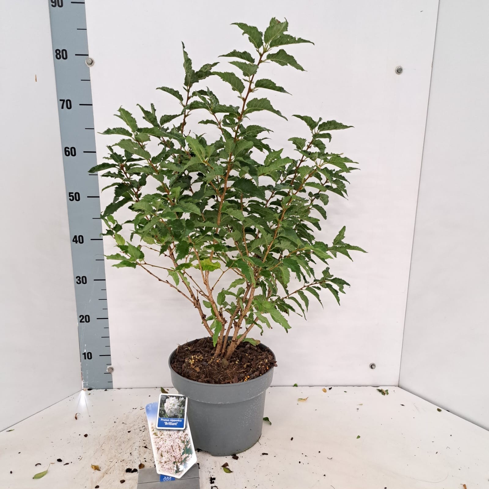 Prunus nipponica 'Brillant', D 23 cm