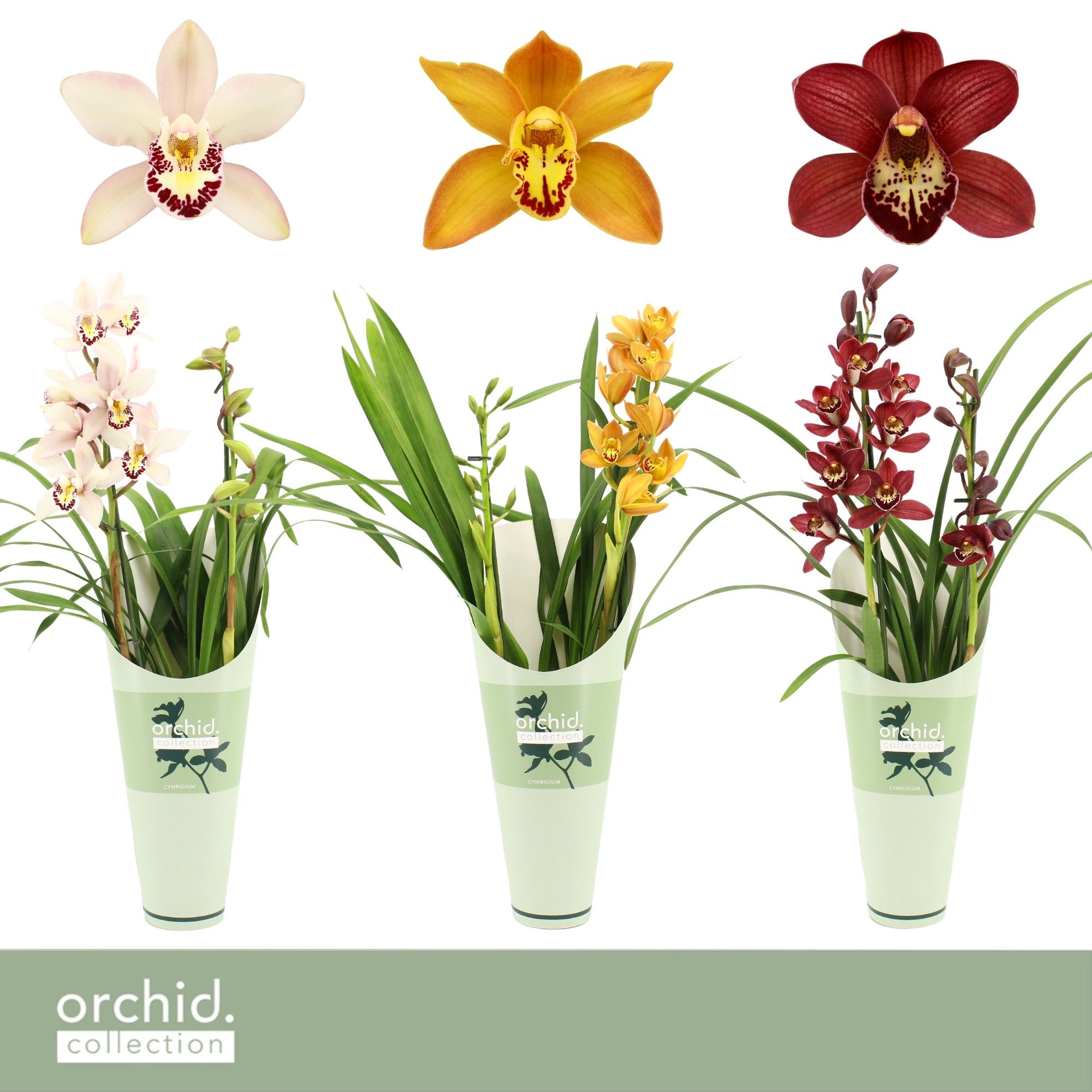 Cymbidium, Mix 2-spike 'Orchid Collection' Potcover, D 12 cm