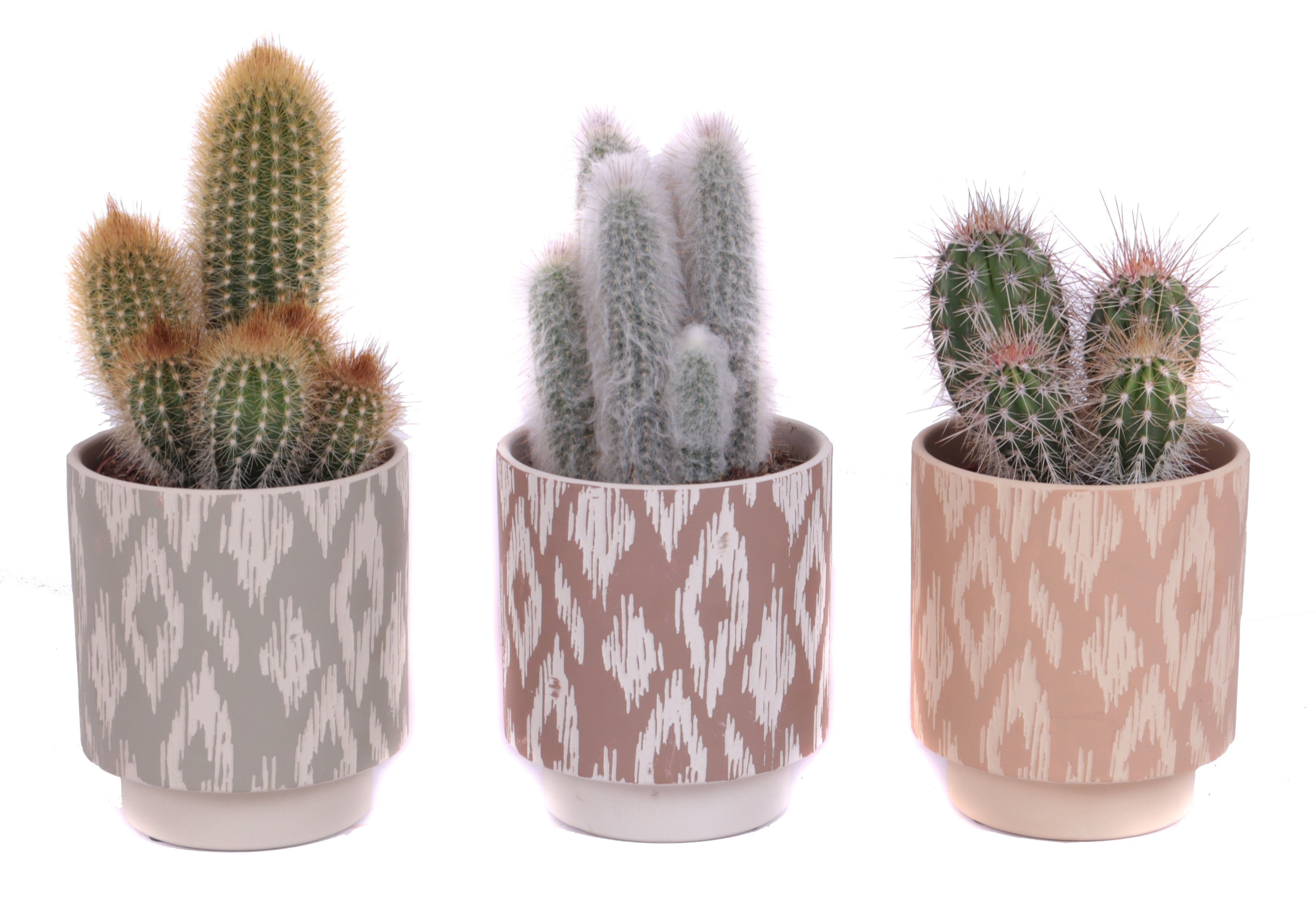 Cactus mix 12 cm in marquesas pot, D 14