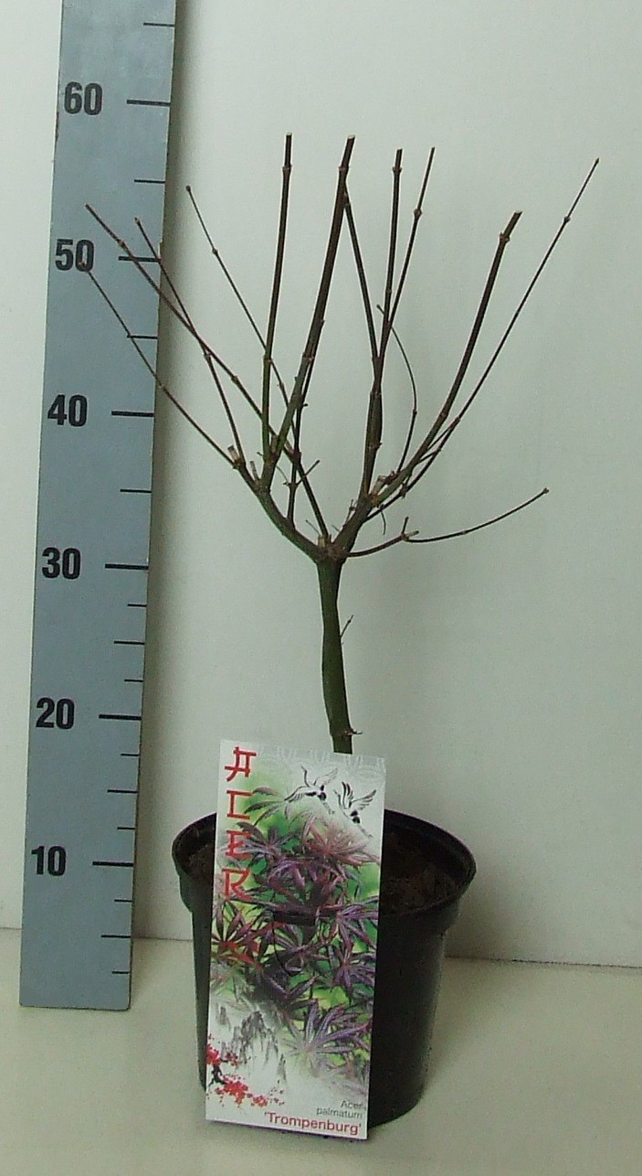 Acer palmatum 'Trompenburg' P19 Full CC, D 19