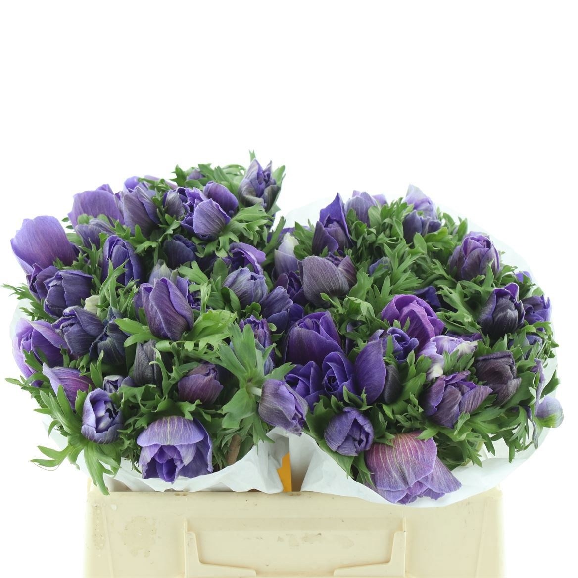 Анемон Мистраль + Дарк Блю 35 (син.), шт.