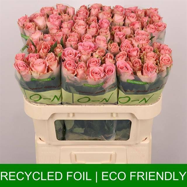 Роза од. Хермоса+ 70, шт.