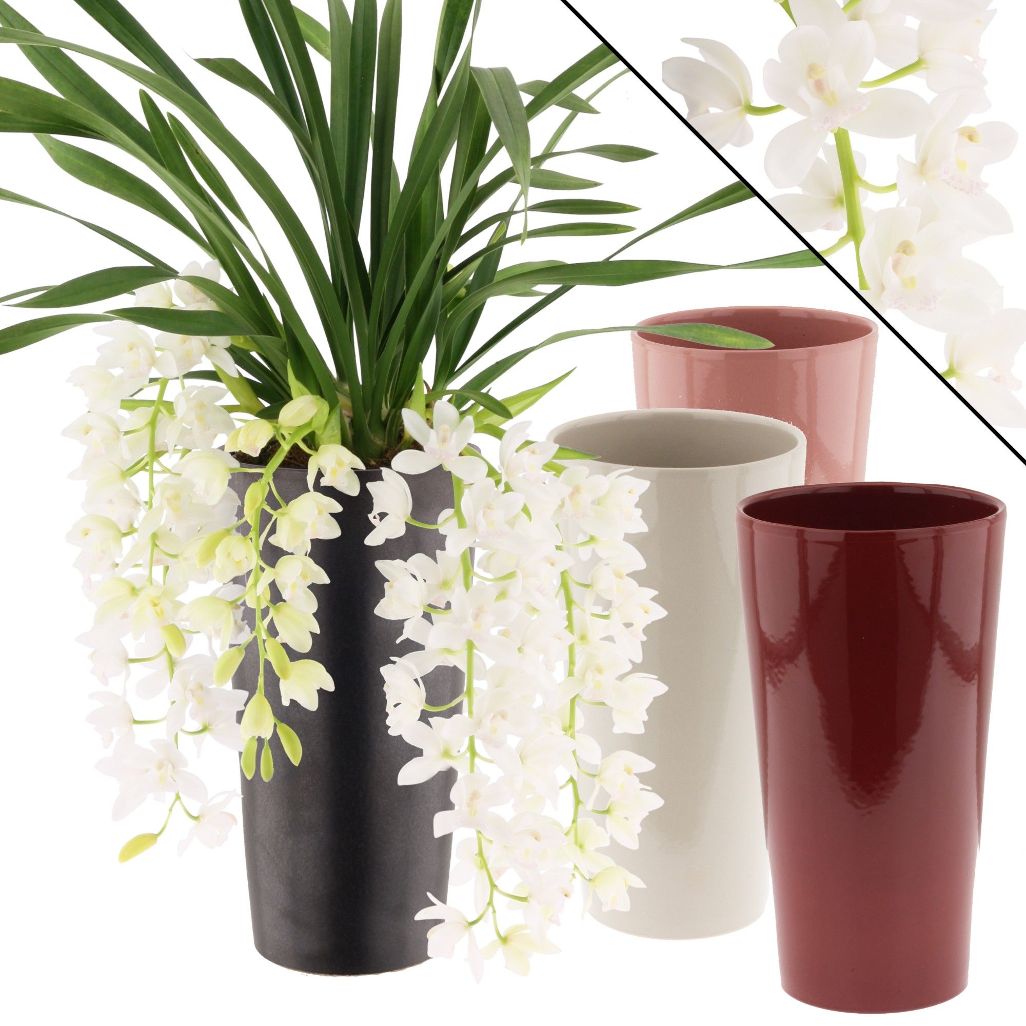 Ice Cascade, 5-7 tak incl. keramiek mix kleuren, D 14