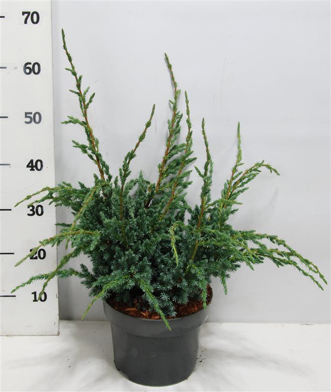 Juniperus squamata 'Meyeri', D 23