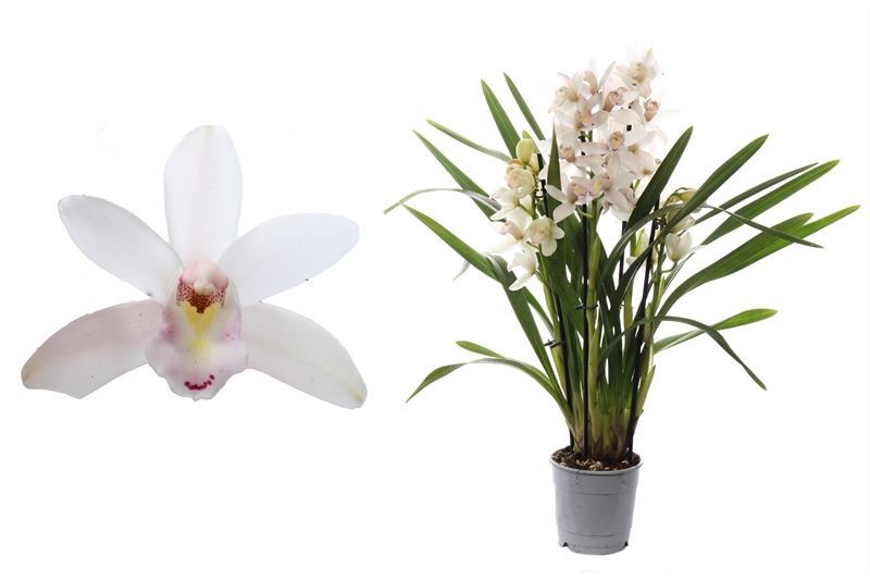 Cymbidium p12 Heino 4T20+, D 12