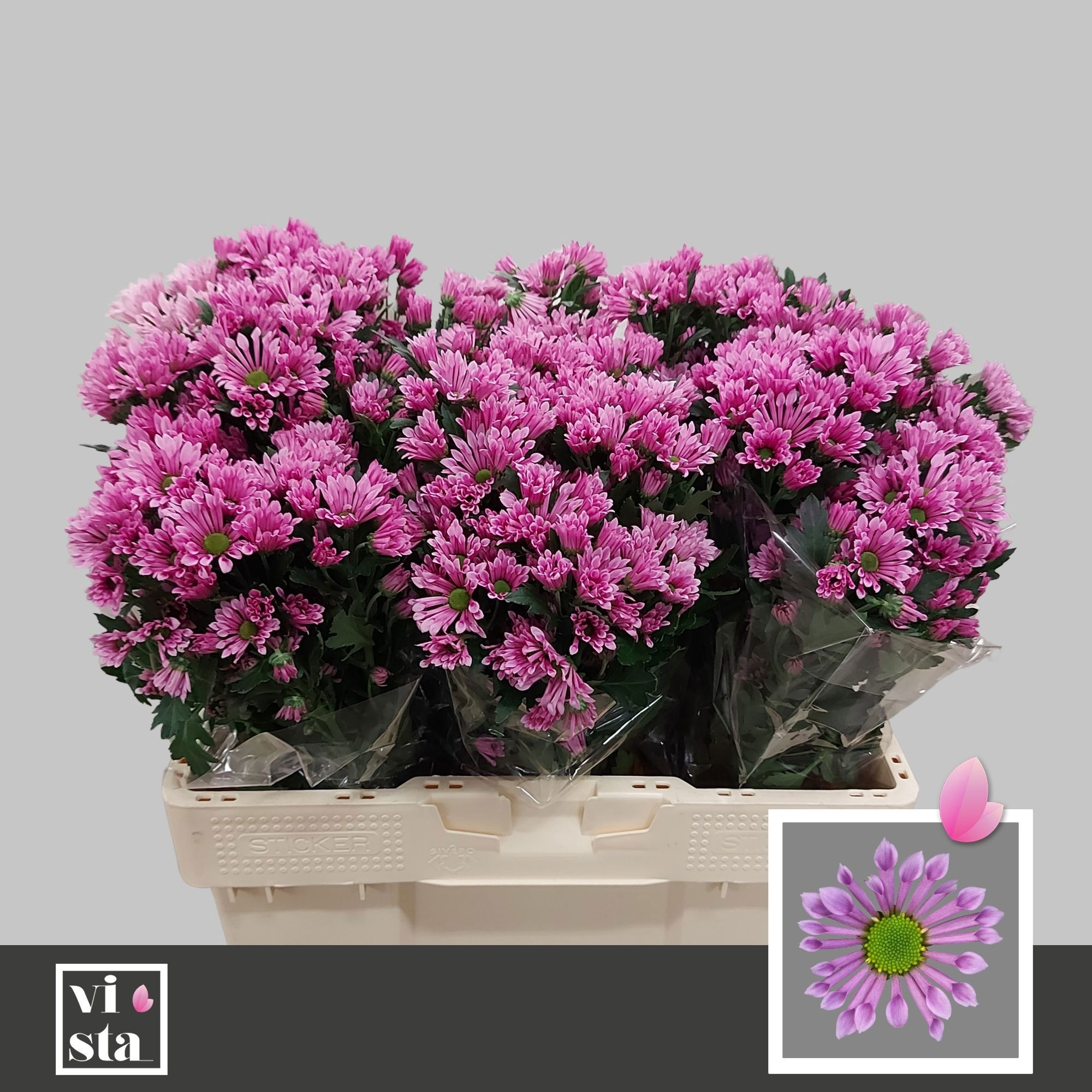 Сантини Блафф, шт.