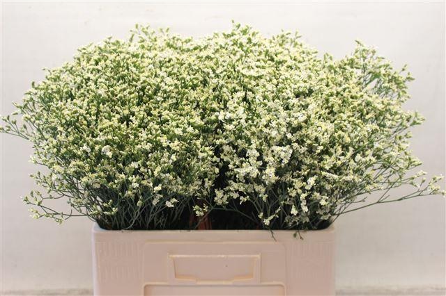 Лимониум Сенси Пина Колада 60, шт.