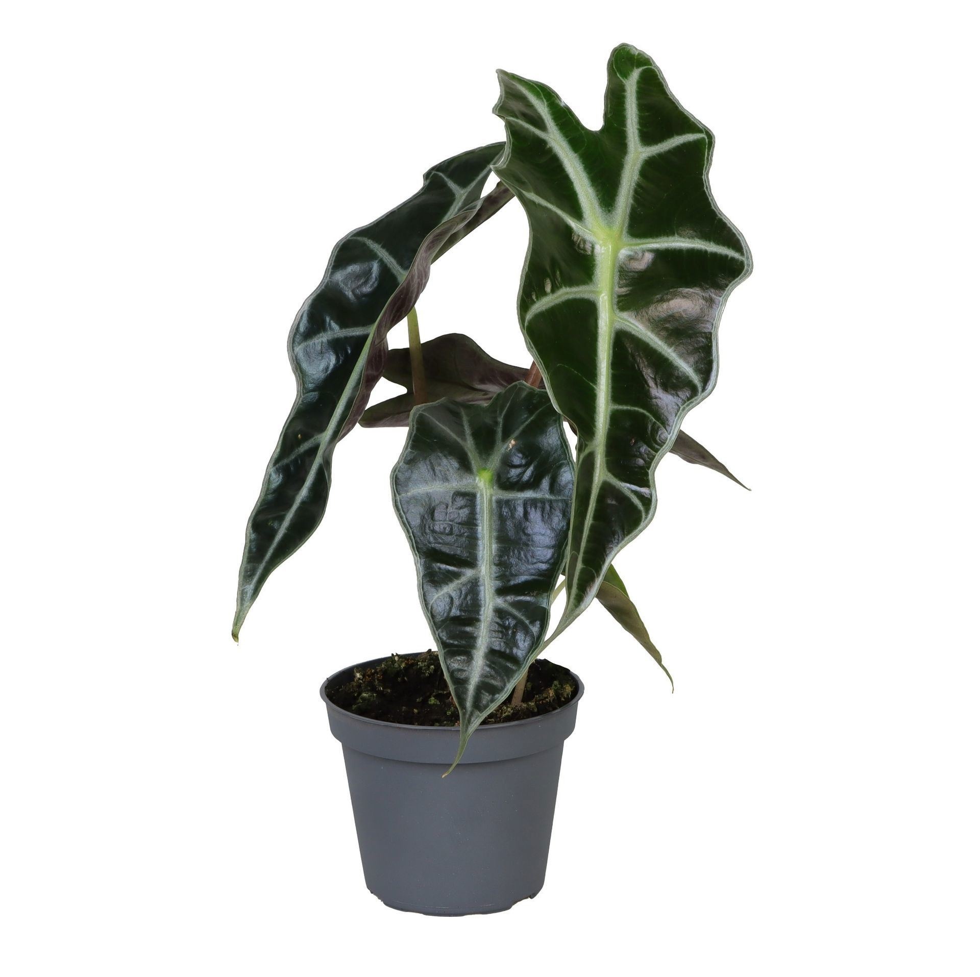 Alocasia Amazonica Dwarf, D 6