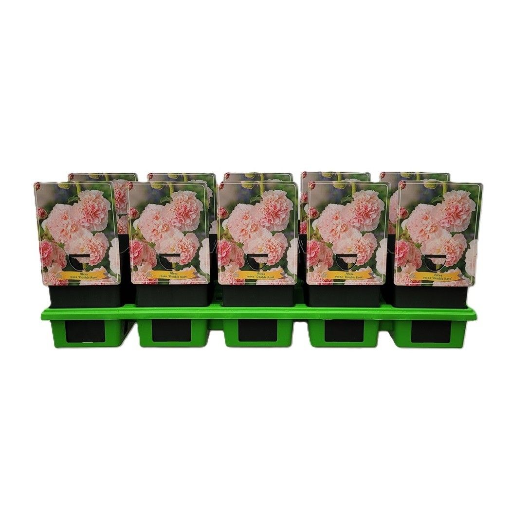 Alcea rosea 'Double Rose' P11, D 11