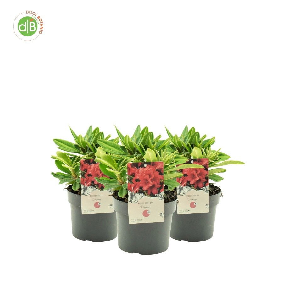 Rhododendron (Y) 'Dopey', D 19