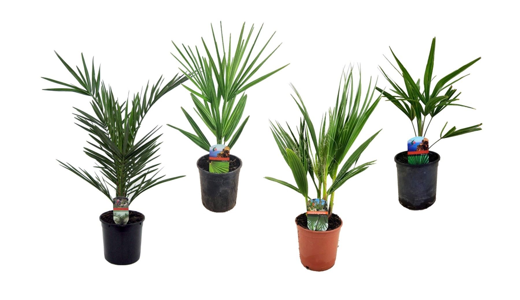 Palmen mix outdoor - 3/4 soorten, D 15