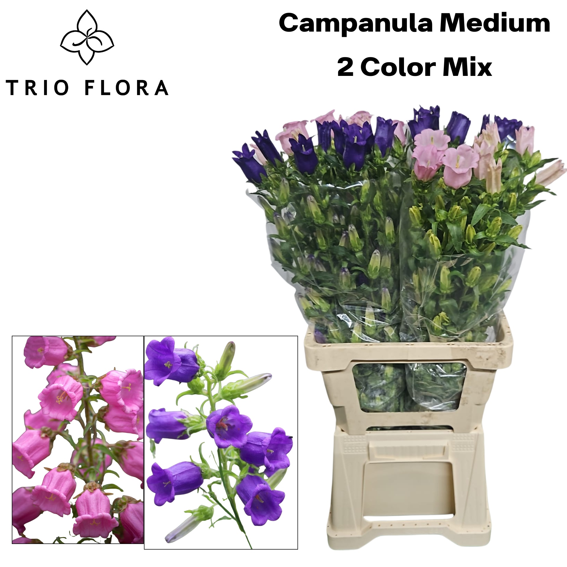 Кампанула Микс 70, шт. Кампанула Микс 70, шт.