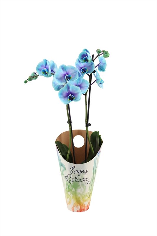 Potcover p12 enjoy Phal I am Blue Lagoon 2T14+, D 12 cm