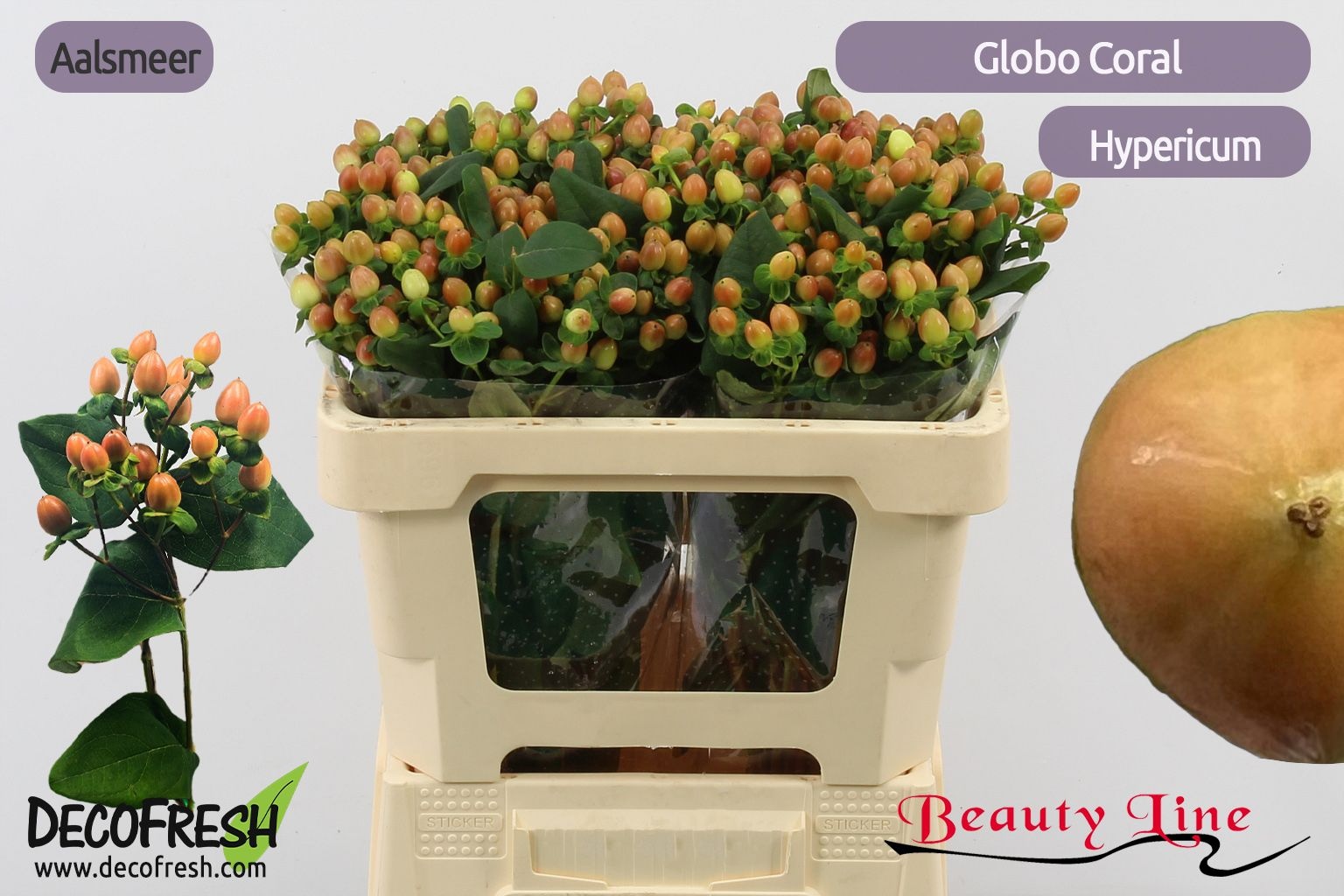 Гипперикум Глобо Корал 50, шт.