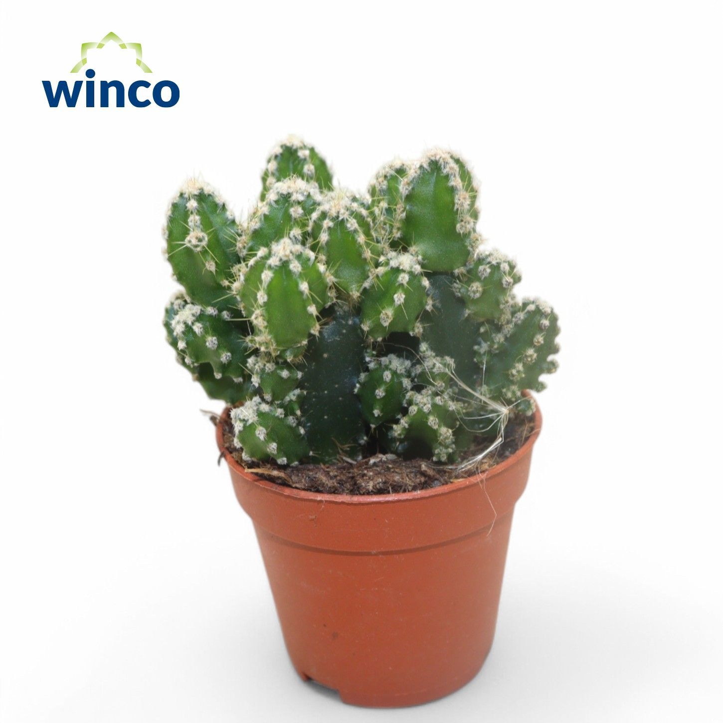 Cereus Peruvianus Florida, D 5,5