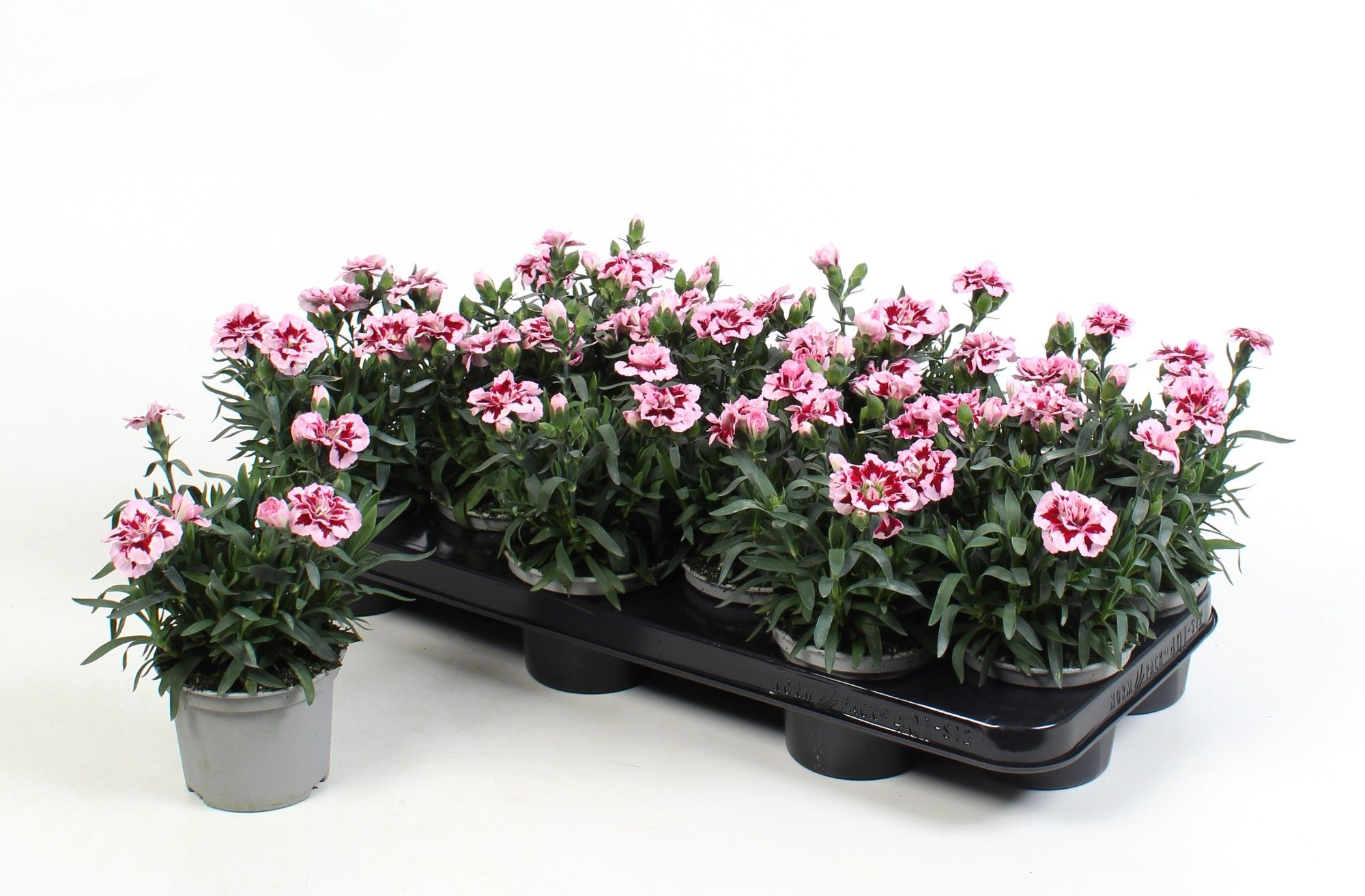 Dianthus Oscar Purple Star, D 10,5