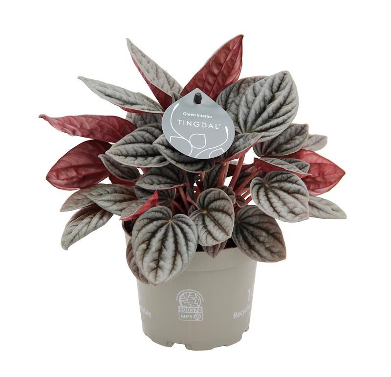 PEPEROMIA CAPERATA 'CARACAS©', D 12 cm PEPEROMIA CAPERATA 'CARACAS©', D 12 cm