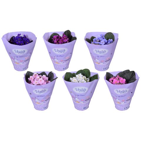 Saintpaulia Gemengd x8 voila BARCODE, D 12 cm