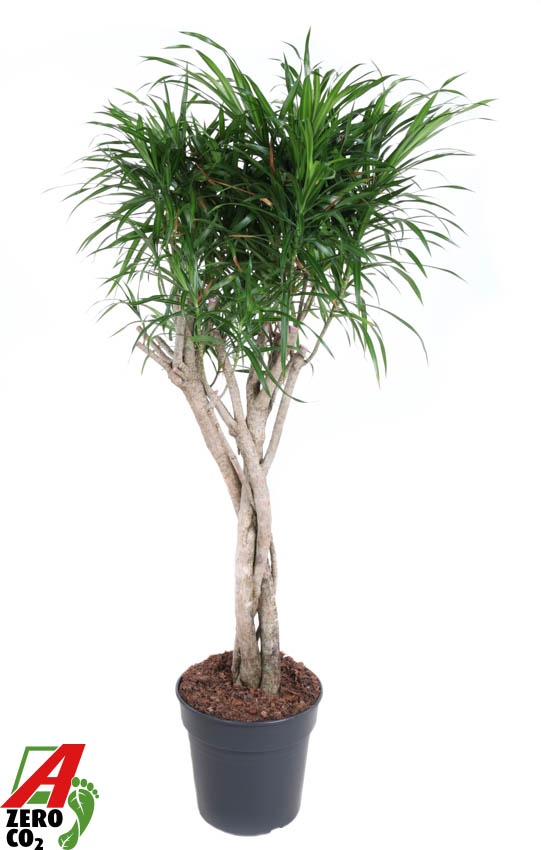 Dracaena Anita Varriegata gevlochten stam, D 27
